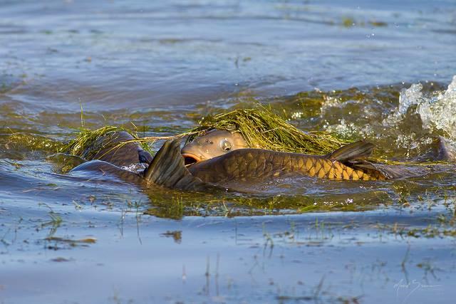 poze adunate - 485396101514832873489781450614095n.jpg